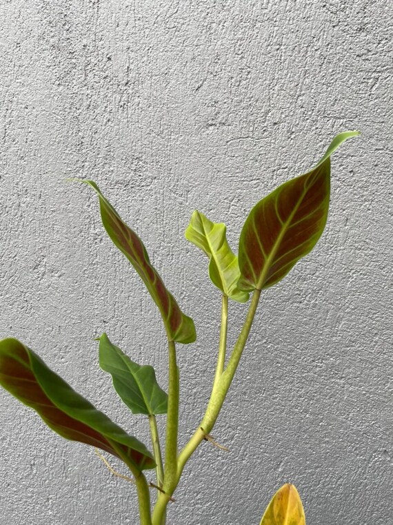 Philodendron Subhastatum Etsy Singapore