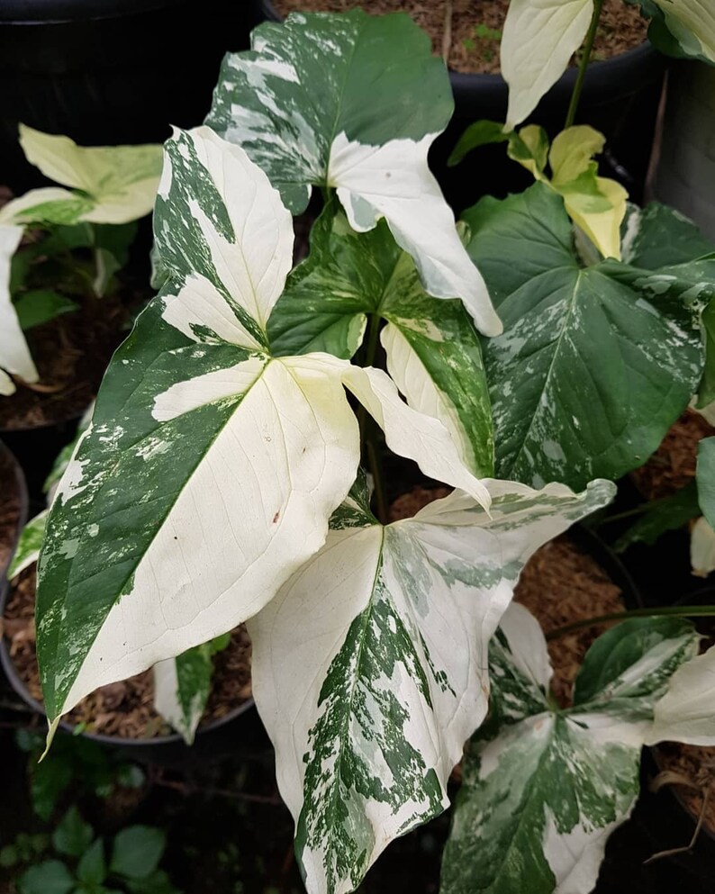 Syngonium Variegated / Syngonium Podophyllum Albo