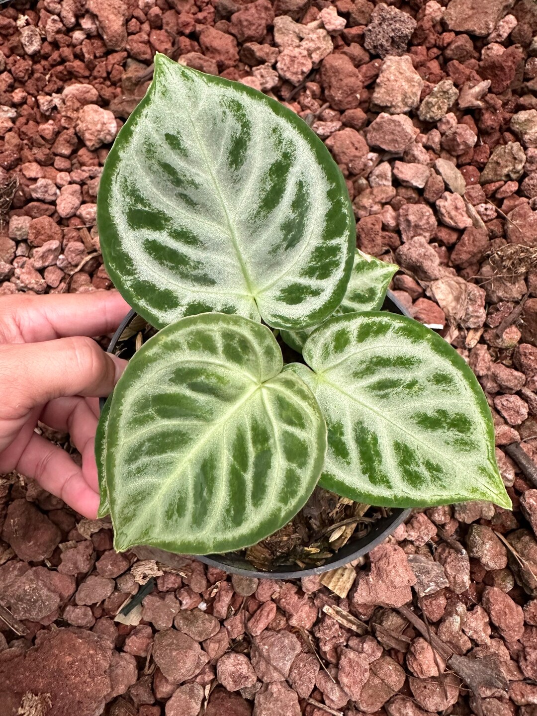 Anthurium Dorayaki Silver - Etsy