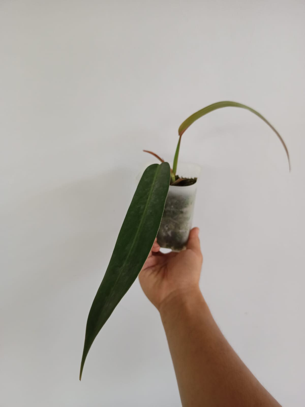 Philodendron Bicolor Etsy Singapore