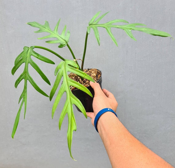 Philodendron Elegans - Etsy