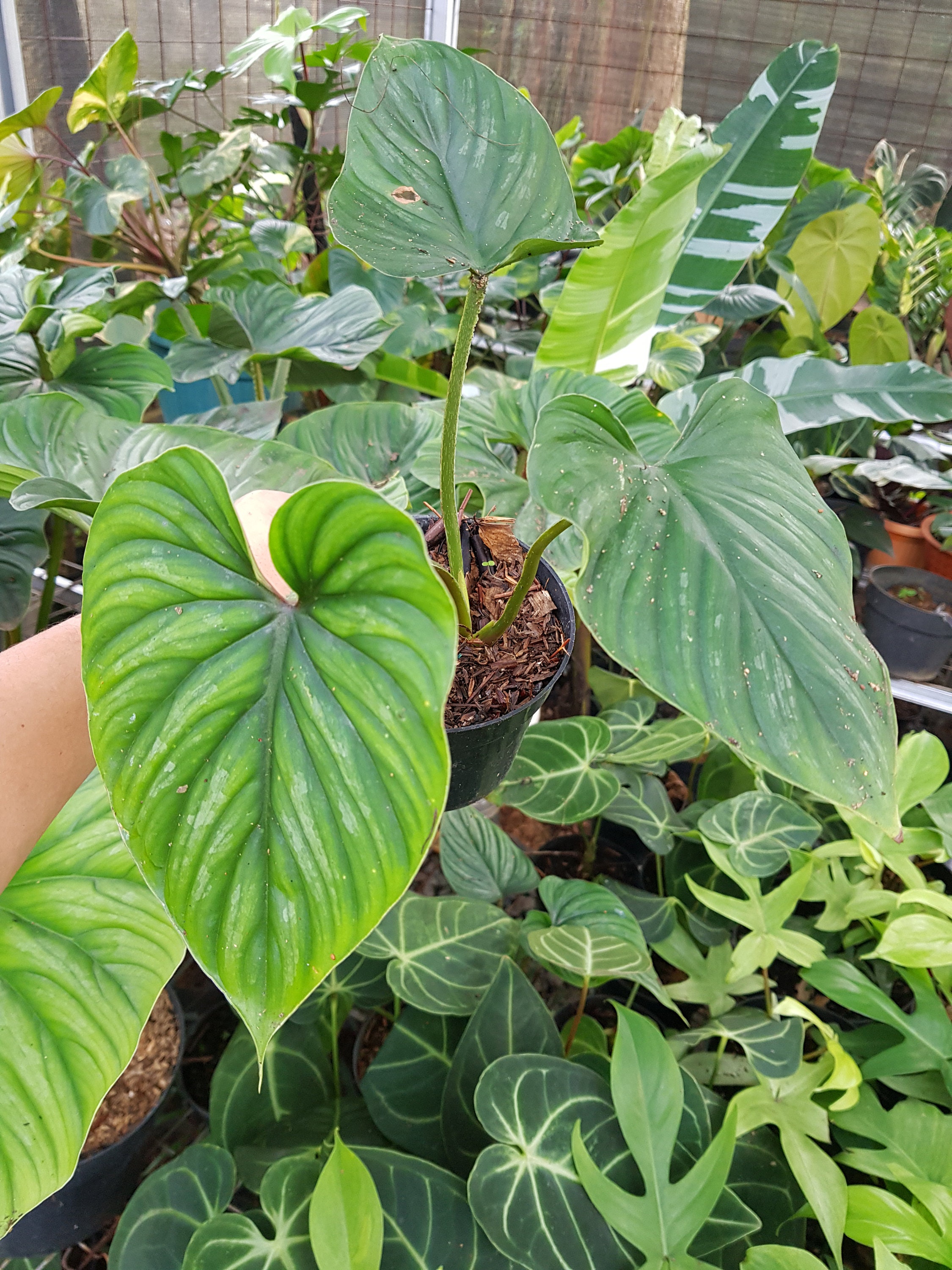 Philodendron Plowmanii Etsy Singapore