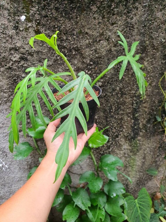 Philodendron Elegans Etsy