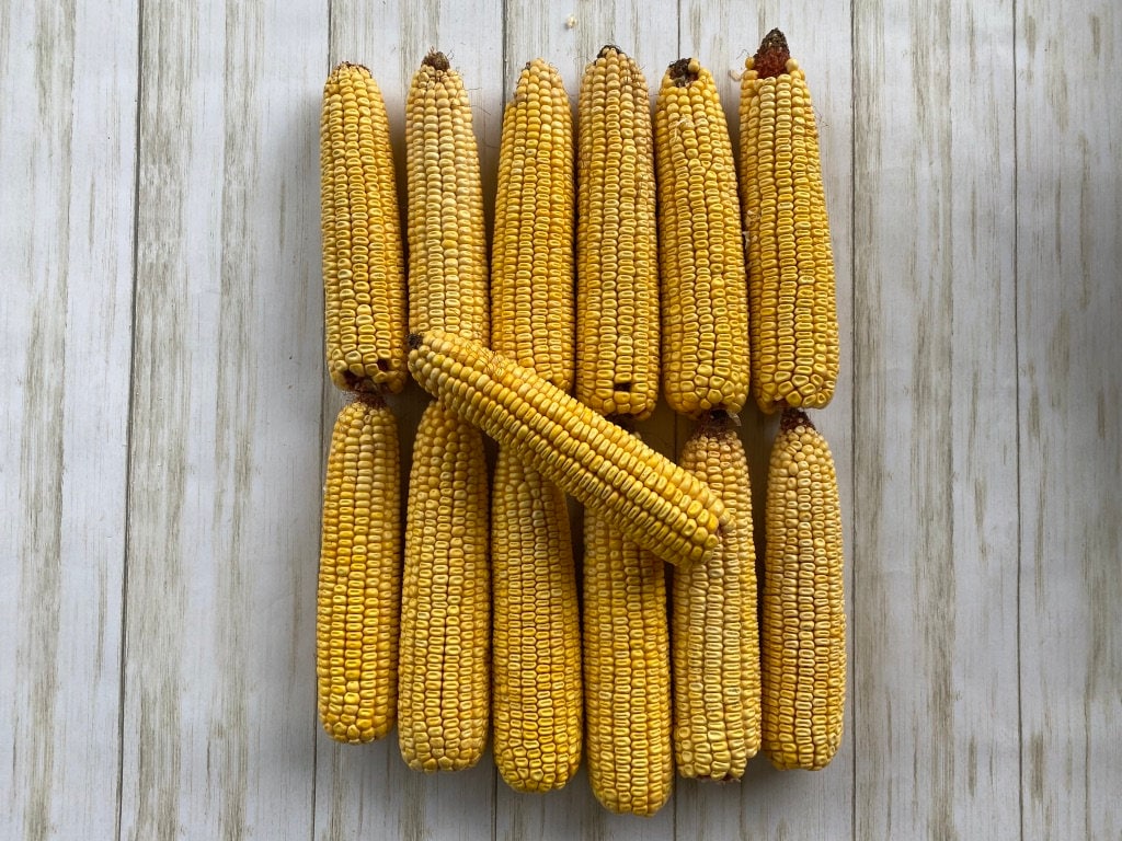 Baker's Dozen Organic Ear Corn Packed in Pine Shavings Etsy