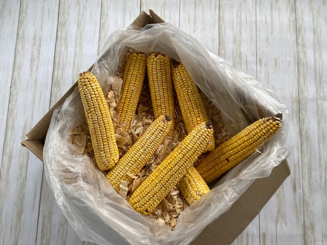 Baker's Dozen Organic Ear Corn Packed in Pine Shavings Etsy