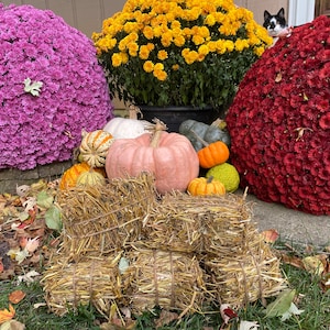 Amish-made Natural Organic Mini Bales of Hay / Mini Straw Blocks - Give a Rustic Vibe for Fall Decorations - Miniature Fall Farm Decor