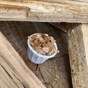 May include: A small white cup filled with wood shavings, sitting on a wooden surface.