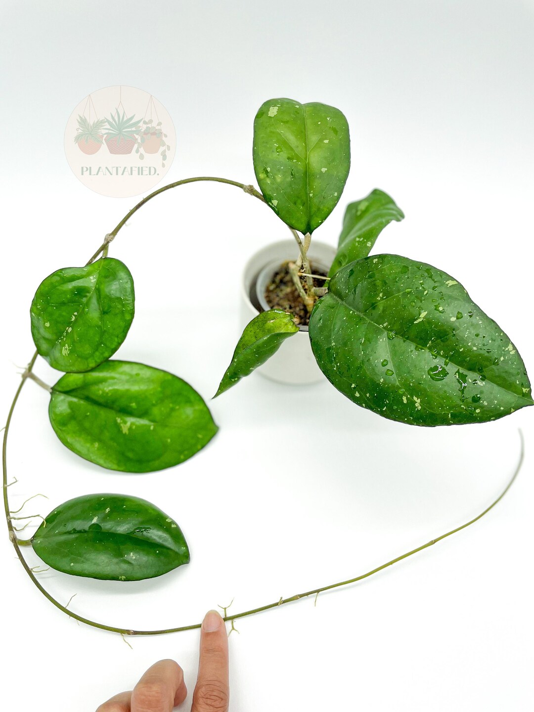 Hoya Joy &lsquo;splash&rsquo; - Etsy