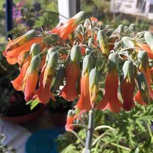 10 Kalanchoe Tubiflora (Bryophyllum) Plantlets Plants, Mother of Millions Fabulous Flowers