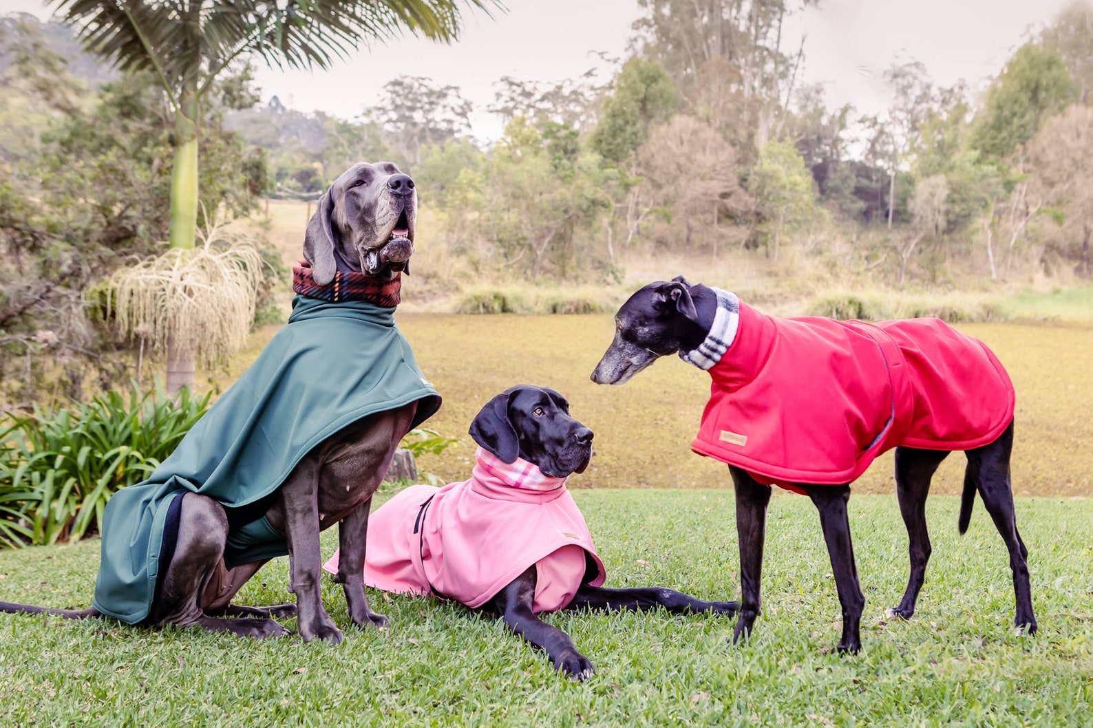 6+ Genius Raincoats For Dogs To Stay Dry In Style
