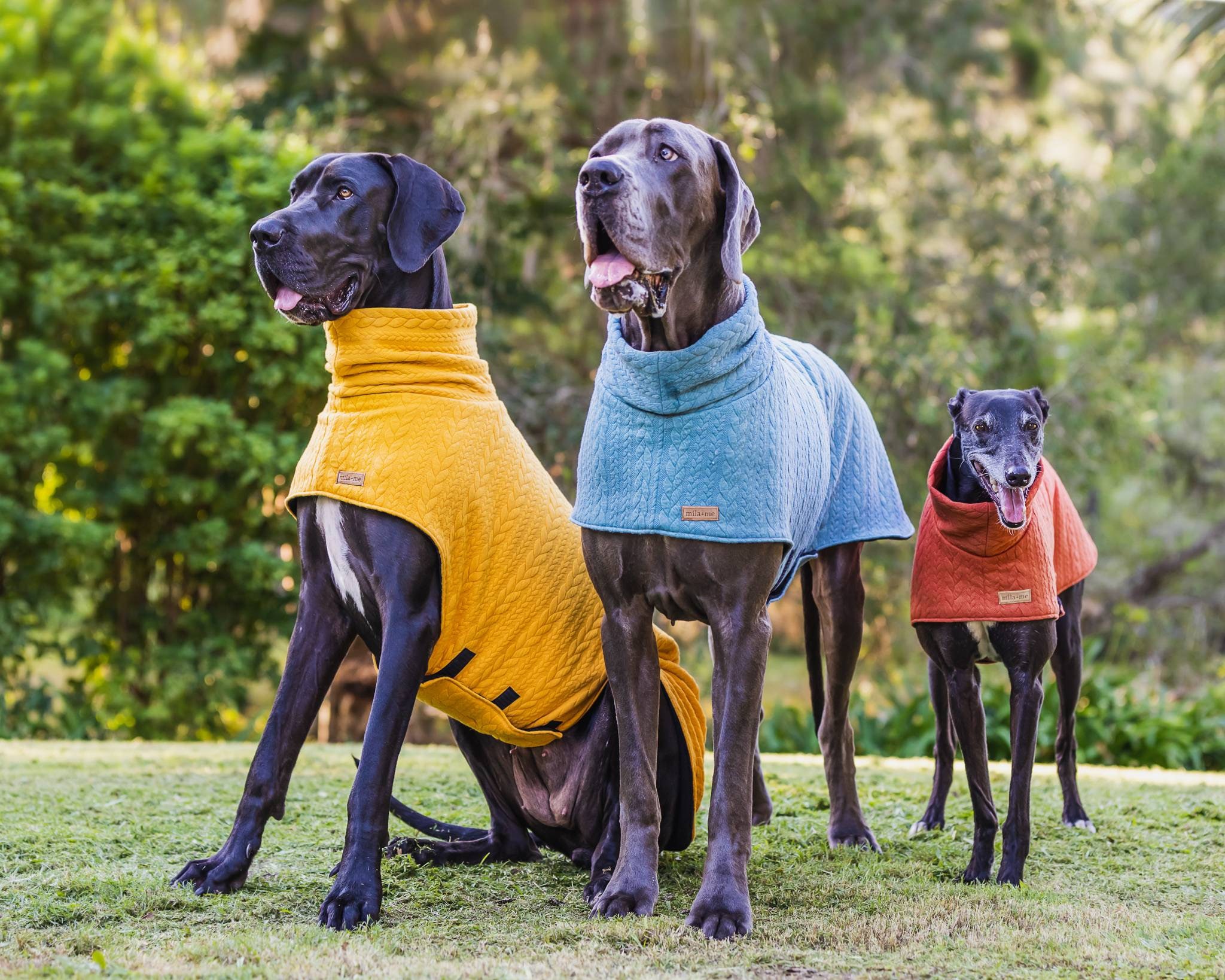 Great Dane Jacket Great Dane Jacket