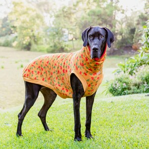 great dane jumper