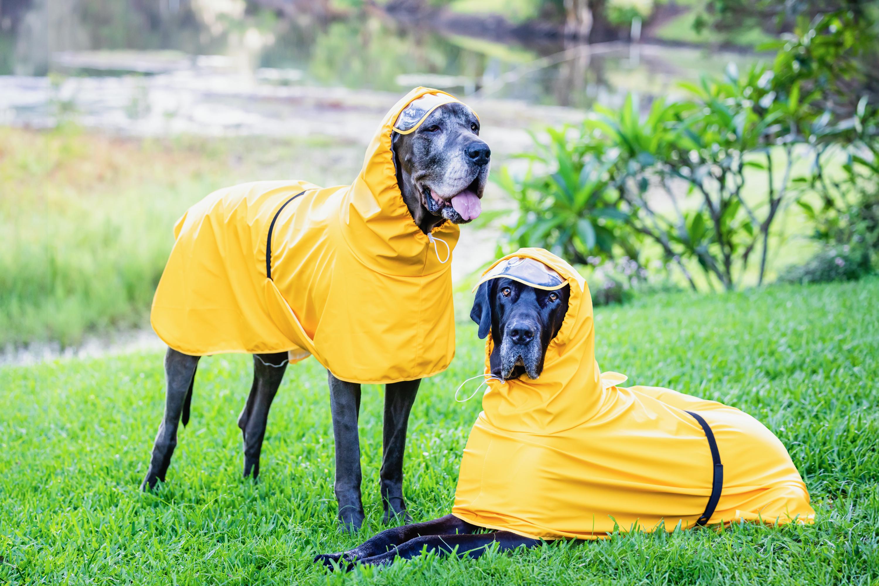 Gele Regenjas Dames Paddington Regenjas Paddington Regenjas België, image size:3000x2001