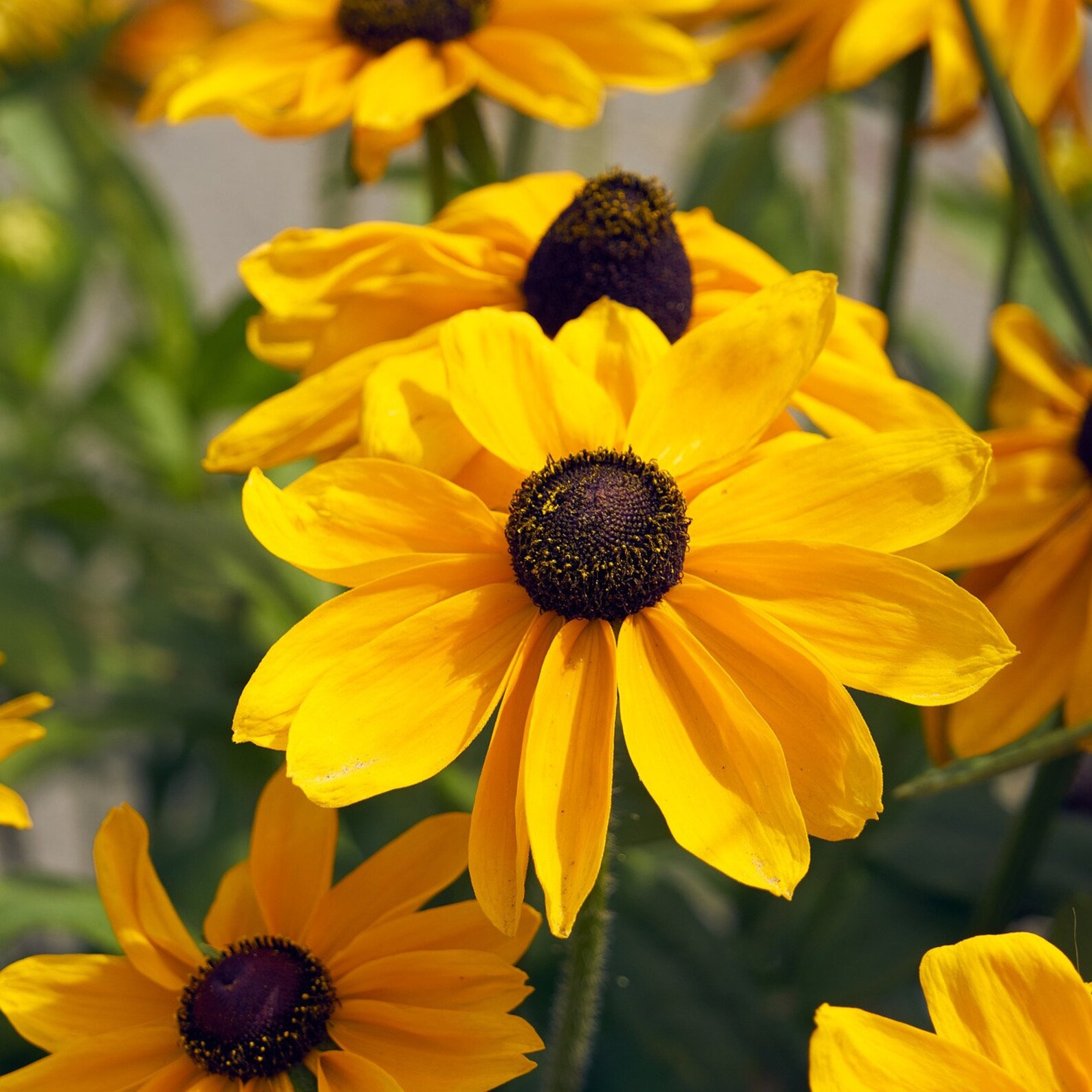 Rudbeckia Seeds Marmalade Pack of 30 Seeds Etsy
