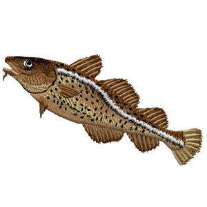 May include: A brown and white fish with a white stripe down its side. The fish is swimming with its mouth open.