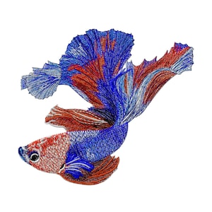 Peut inclure: Un poisson combattant bleu et rouge avec de longues nageoires flottantes. Le poisson nage sur un fond blanc.
