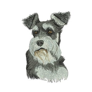 Op de afbeelding: Een grijze en witte dwergkees met bruine ogen. De hond kijkt recht naar de kijker.