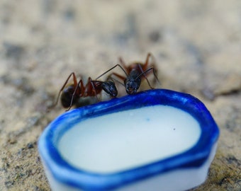 Mangeoire pour fourmis et autres insectes en céramique