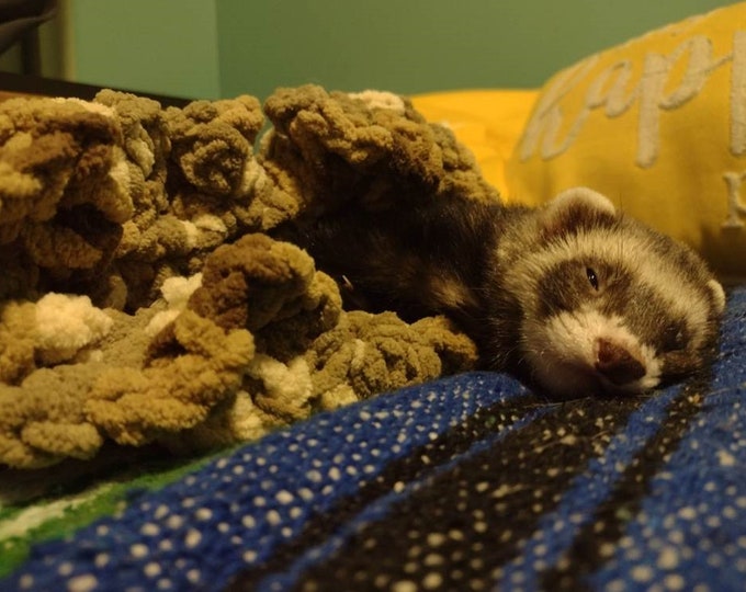 The Ruffled STUDIO for the Ferret With Personality Etsy