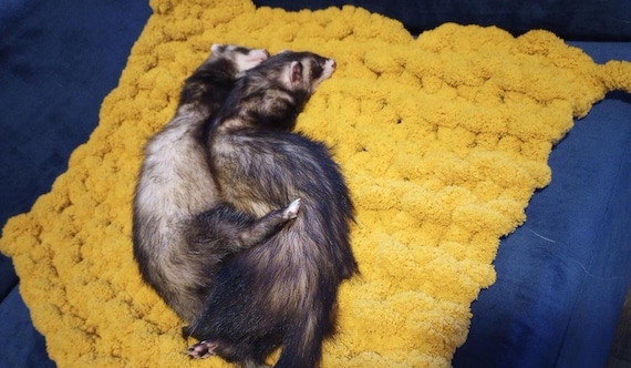 Ferret blankets hot sale