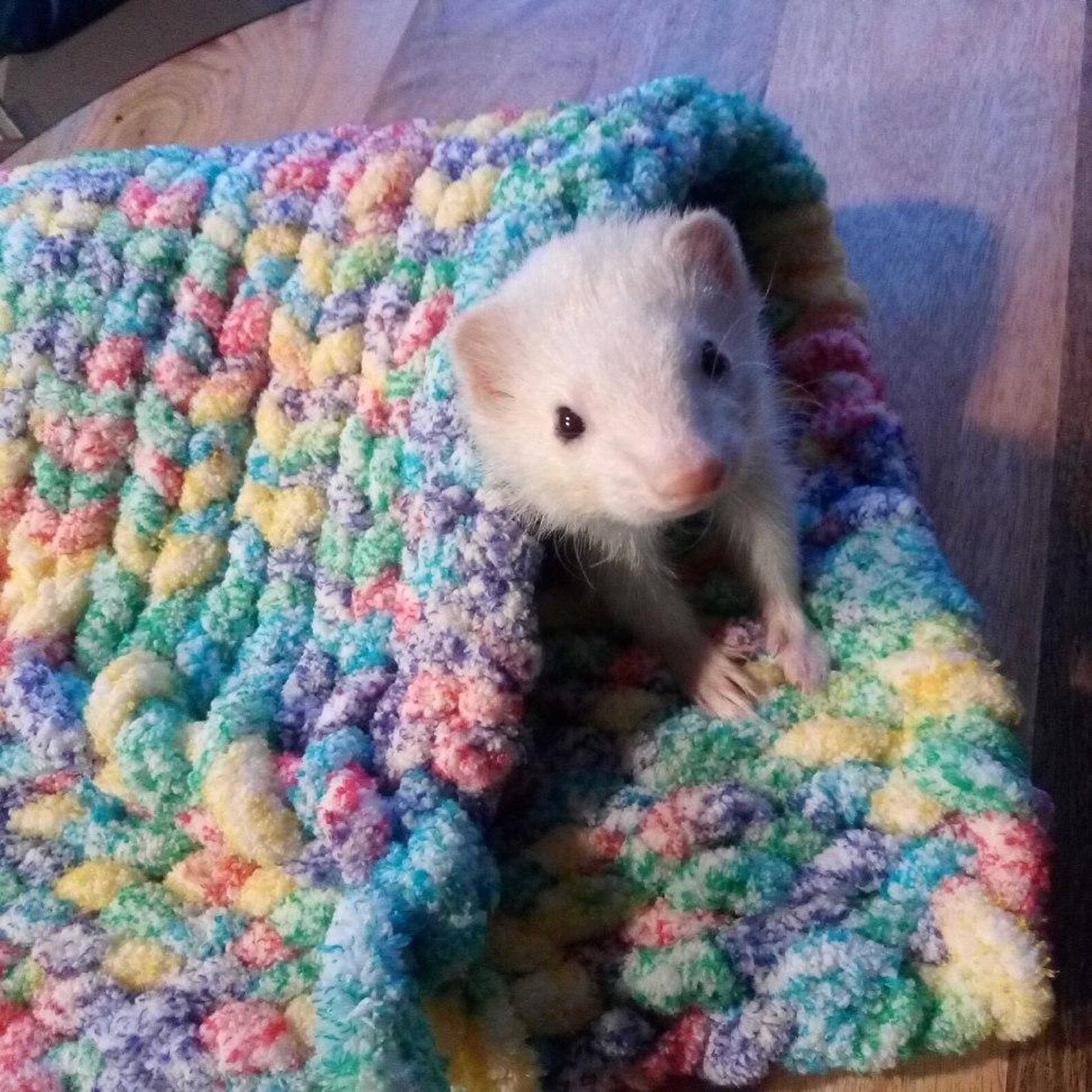 Hand knitted ferret snuggle blanket fruit loop colors Etsy