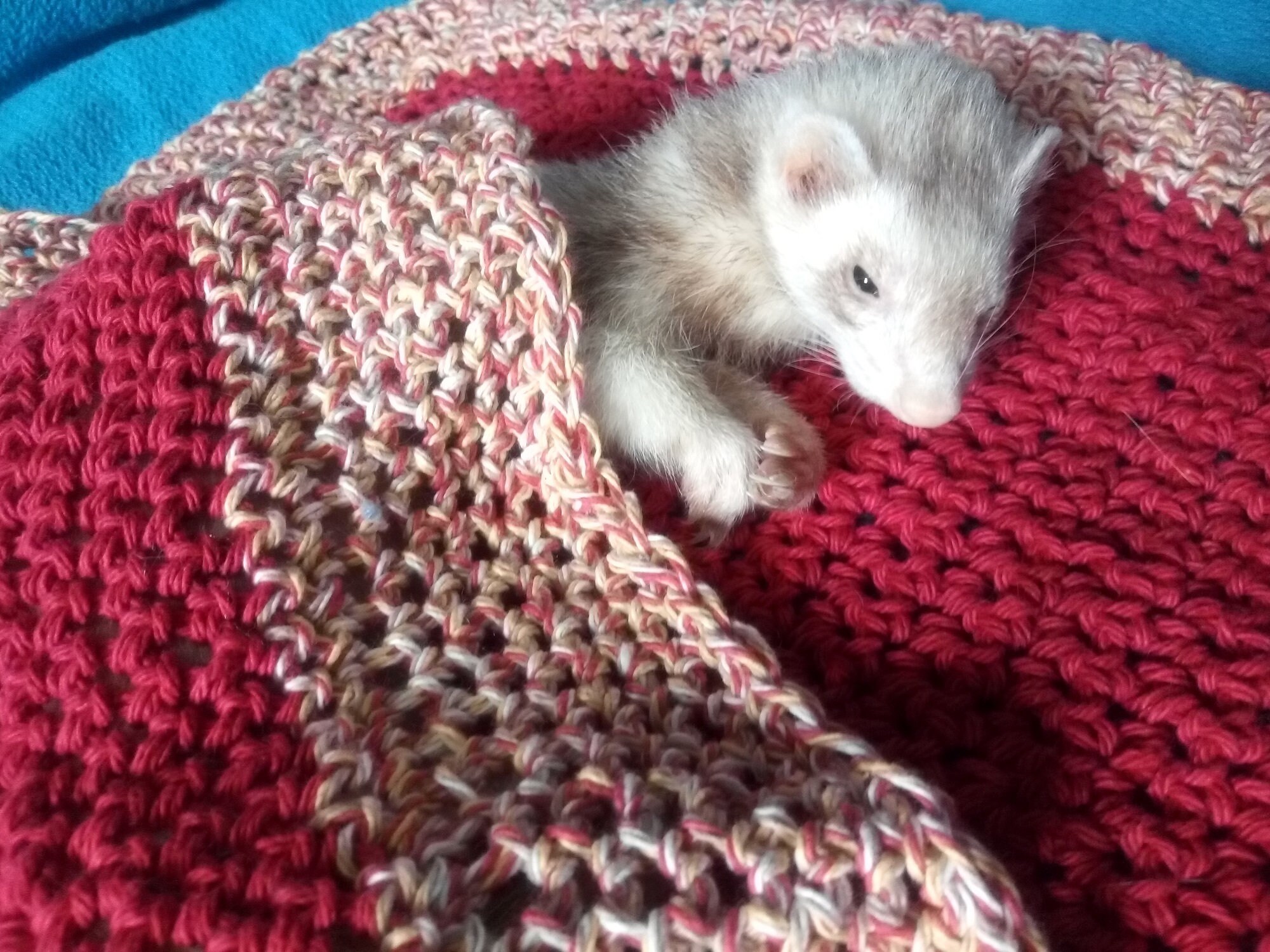 ferret blanket