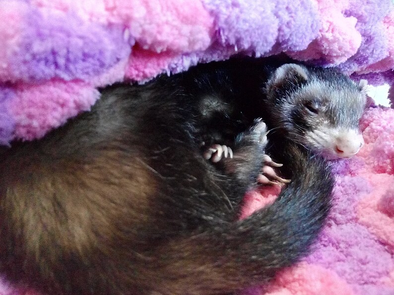 Ferret blanket hand knitted with chunky yarn Etsy