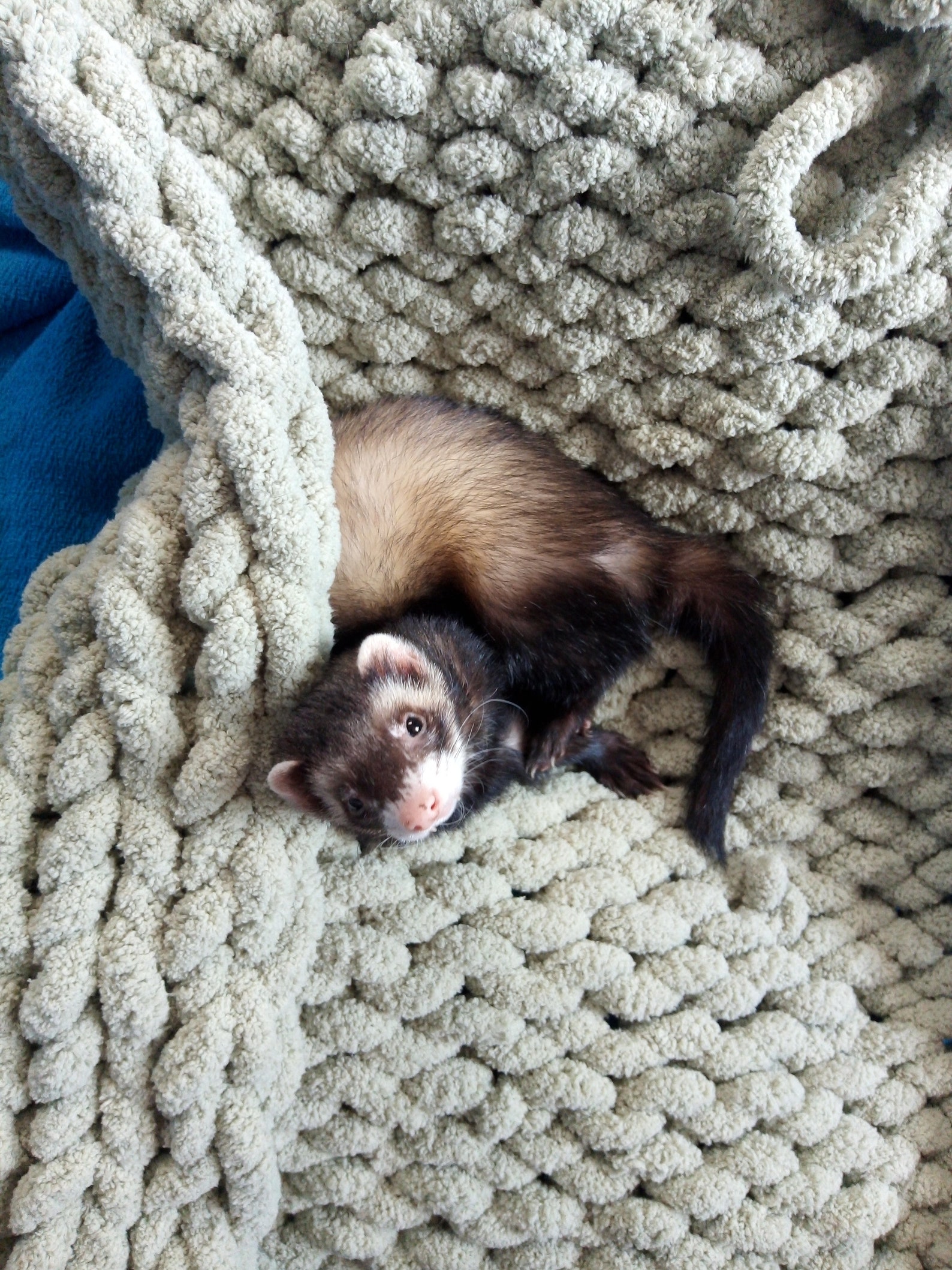 Ferret blanket hand knitted with Bernat chunky yarn Etsy