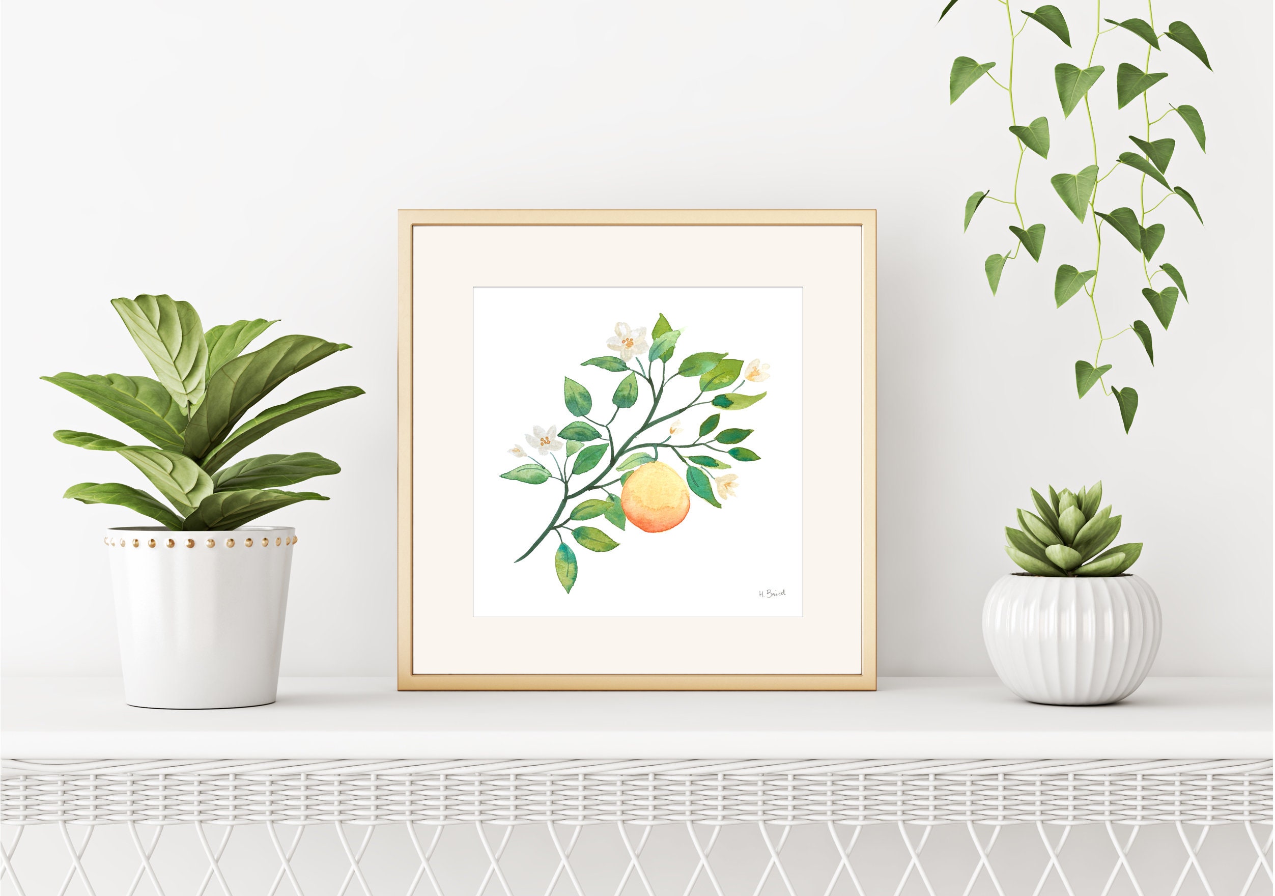 Colorful Watercolor Orange Blossom Branch Collection of 3 Art Etsy