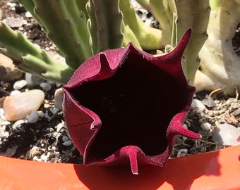 Stapelia Black Bell