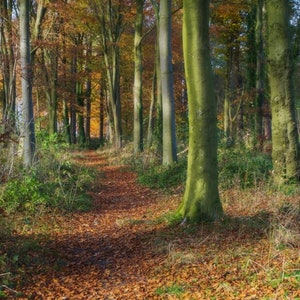 Autumn on the Ridgeway