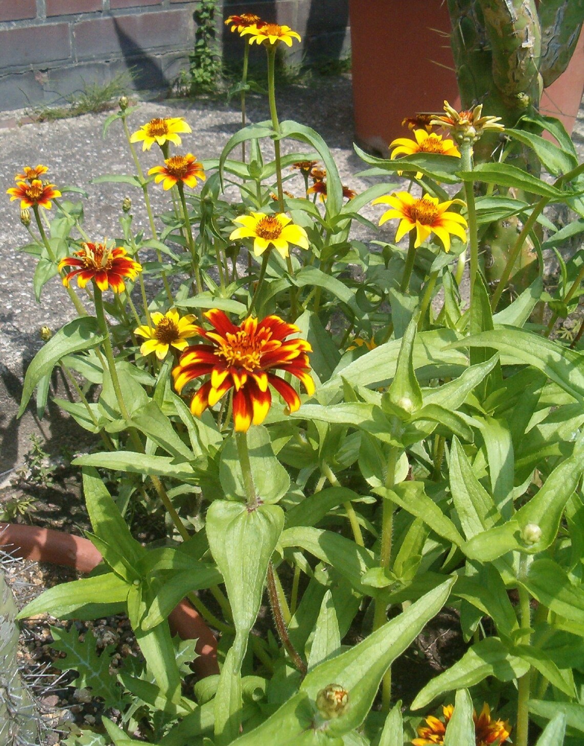 50 Zinnia Haageana Old Mexico flower seeds Etsy