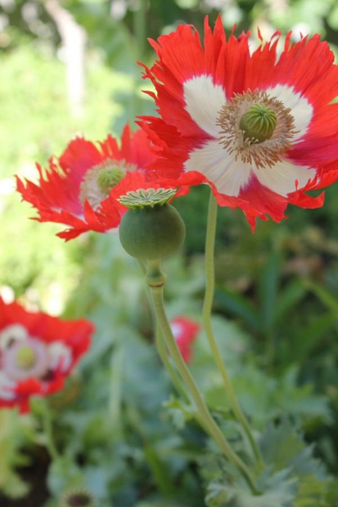 50 Danish Flag Poppy Seeds Papaver Somniferum Etsy