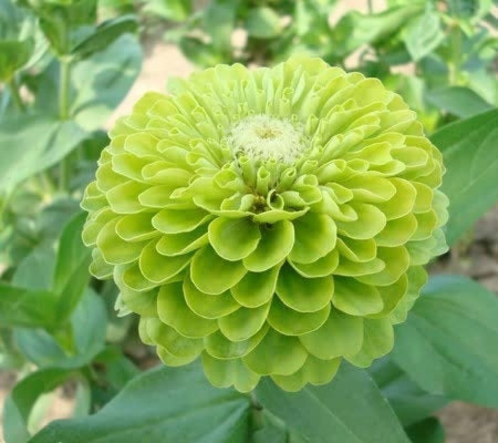 50 Zinnia Elegans Envy Flowers Seeds Etsy