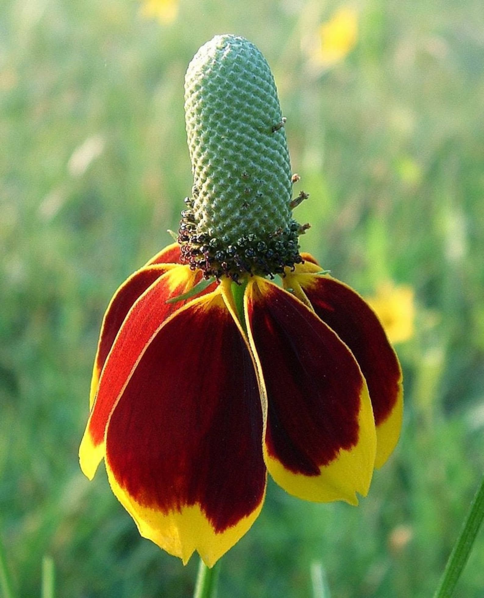 ратибида фото. ратибида колоновидная сомбреро. ратибида фото. ратибида колоновидная цветок прерий. ратибида мексиканская шляпа.