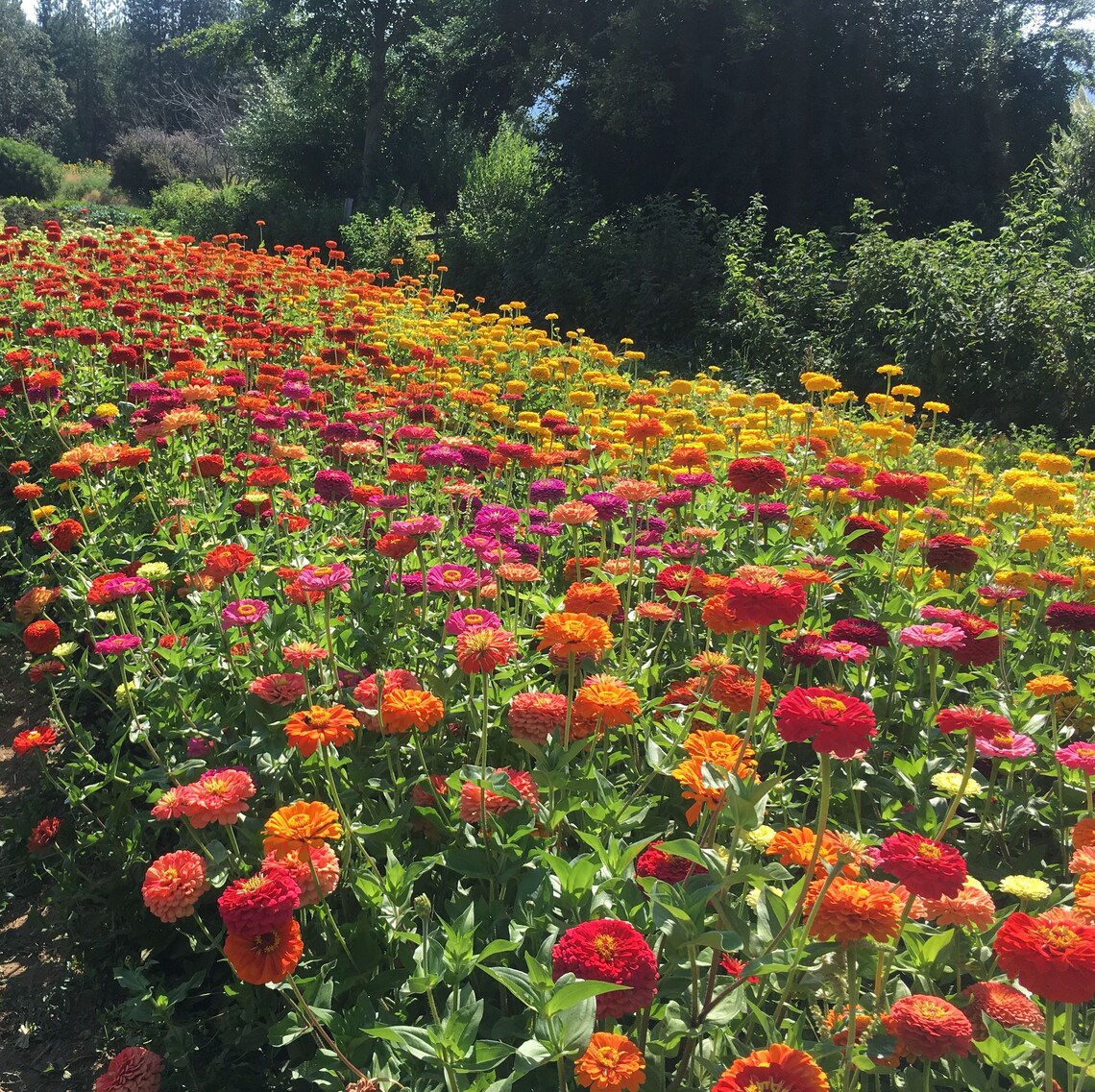 30 Zinnia elegans Benary's Giant Mix flowers seeds Etsy