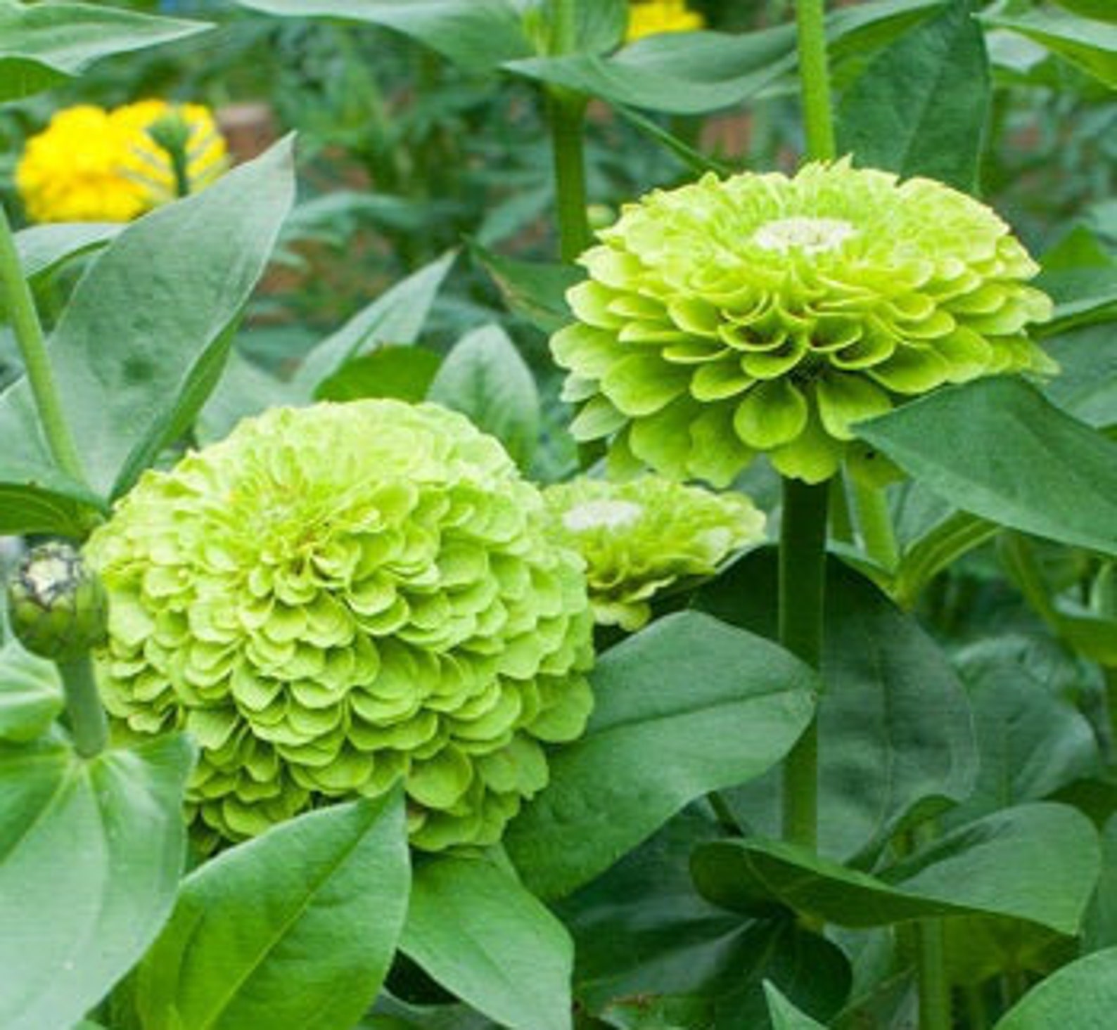 50 Zinnia Elegans Envy Flowers Seeds Etsy