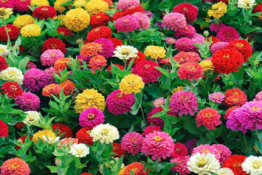 30 Zinnia dwarf Thumbelina flowers seeds Etsy