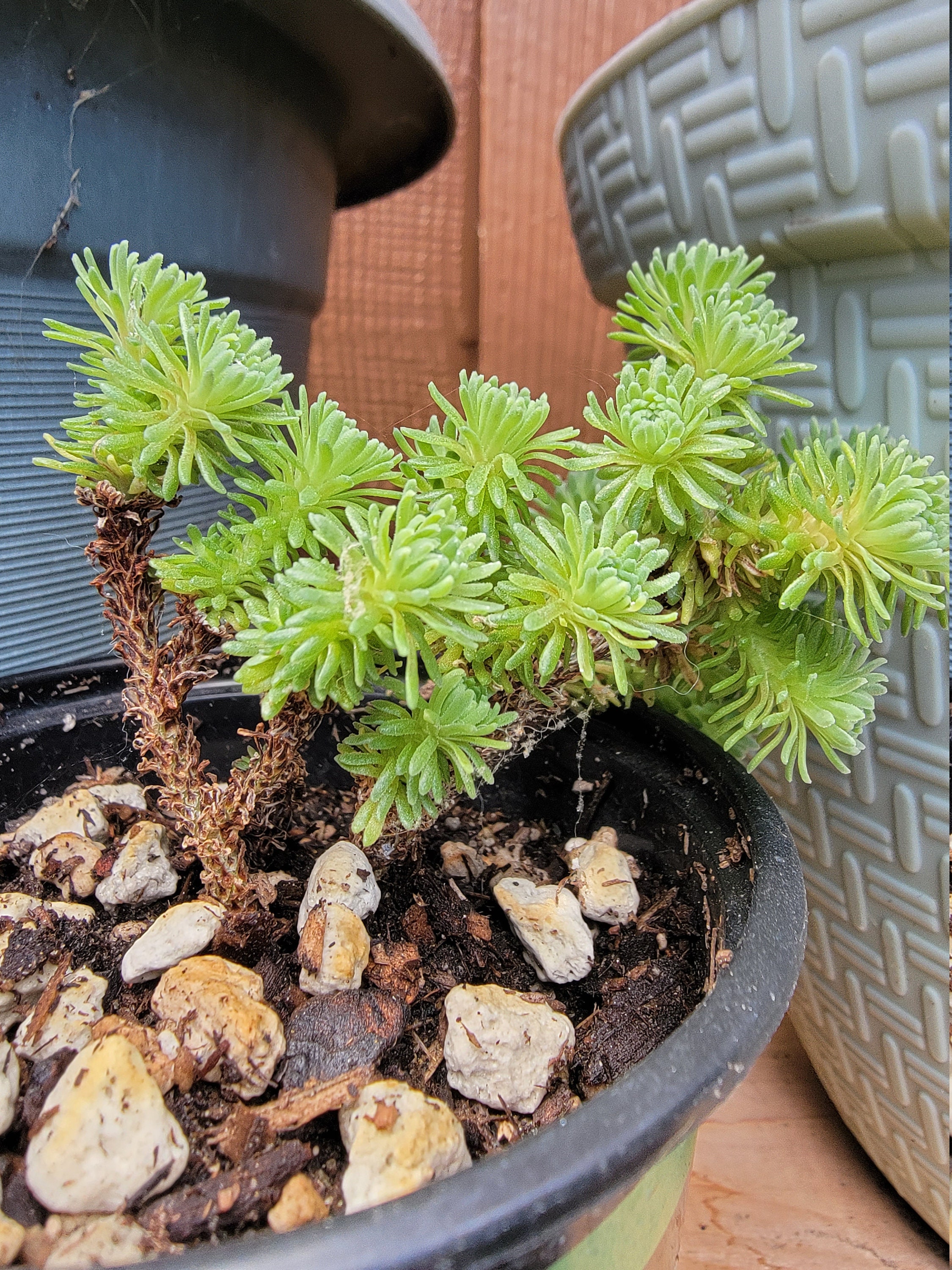Sedum Multiceps 'Miniature Joshua Tree' Etsy