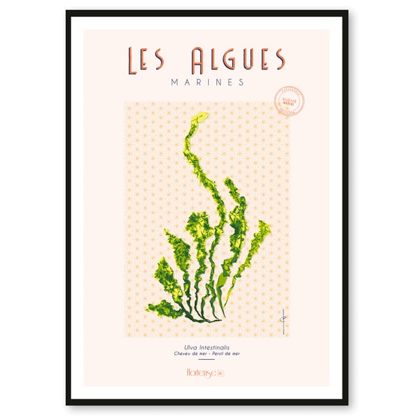 Poster Seaweed Ulva Intestinalis - Brittany - A2 // Illustration - Decoration - Wall Art - Hortense