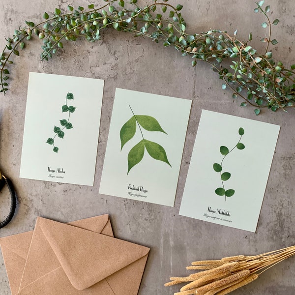 Plants Postcard Set of 3 | Waxplant | Hoya | Polyneura | Curtisii | Mathilde | Art cards | Gift | Scandinavian | Notecard | Botanical | A6