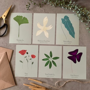 Lot de 6 cartes postales végétales | Ginkgo | Bégonia | coquelicot | Philodendron | Parapluie | Oxalis | Trèfle | Plantes d'intérieur | Cartes artistiques | Cadeau | A6