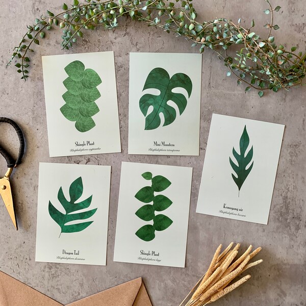 Plants Postcard Set of 5 | Rhaphidophora | Decursiva | Tetrasperma | Cryptantha | Hayi | Houseplants | Art cards | Gift | Botanical | A6