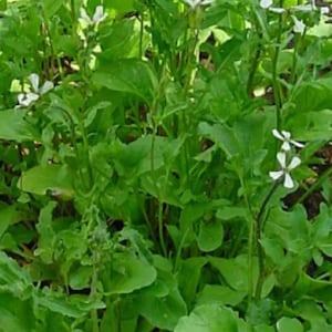Arugula seeds