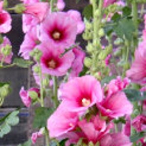 graines de roses trémières, hollyhock, Alcea