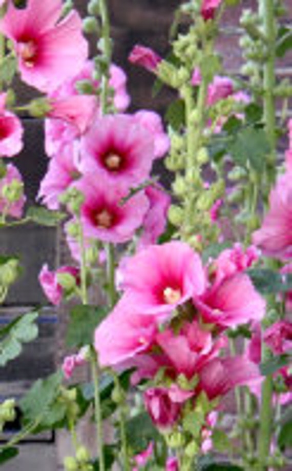 Graines de Roses Trémières, Hollyhock, Alcea