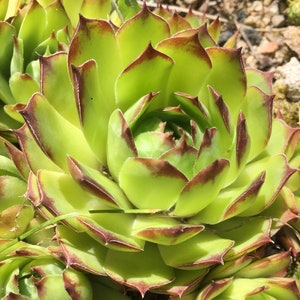 Houseleek, Sempervivum, houseleek
