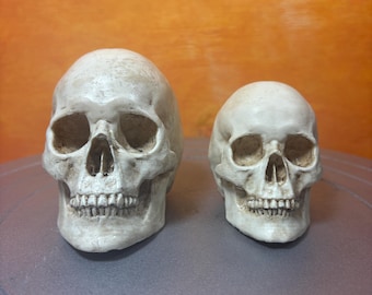 Resin Mini Skull Decoration – Realistic Halloween Prop, Haunted House Skeleton Skull (Large 3.5” or Small 2.5”) - Not sold as a pair