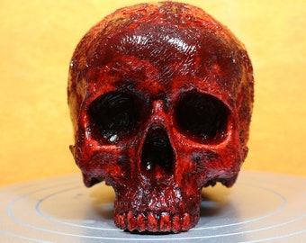 Life size bloody human skull. Great halloween decoration, haunted house prop or horror prop