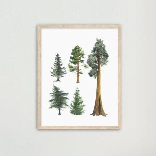 Pine Trees Print great as Nature Lover Gift, Evergreen Trees, Norway Spruce Tree, Minimalist Decor, Nordic Forest Print, Nature Illustration